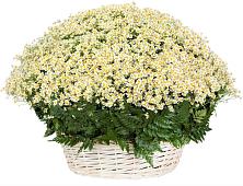 Цветочная композиция из Ромашки в корзине #REPLACE_PRED# Агрызе